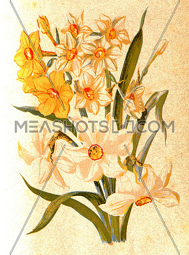 Narcissus, antique color vintage illustration.