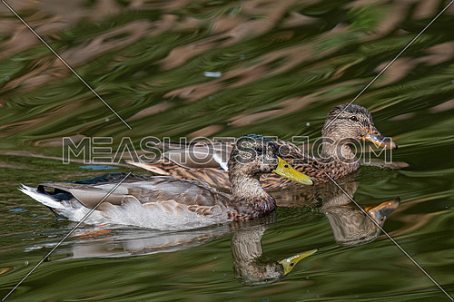 Close up of a Mallard Duck, Anas platyrhynchos.