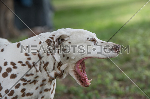 Adorable blrown Dalmatian dog outdoors in summer
