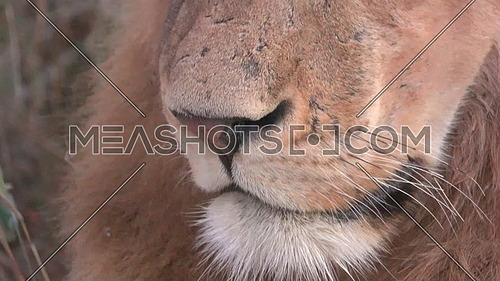 Close up look at lions mouth nose and whiskers