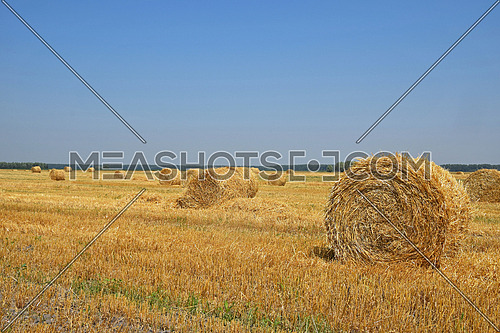 Yellow golden bales of hay straw in stubble field after harvesting season in agriculture