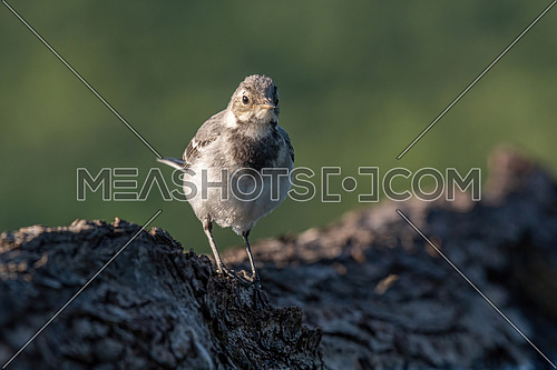 Close-up photography of young beautiful white wagtail or Motacilla alba