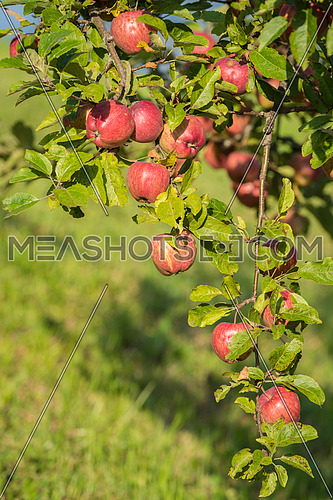 Natural red apples without any treatment hanging on the branch in the apple orchard during the autumn.