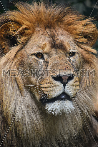 Close up front portrait of young male African lion with beautiful mane, looking at camera, low angle view