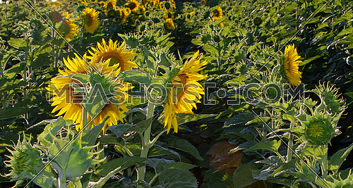sunflowers field   (NIKON D80; 6.7.2007; 1/200 at f/13; ISO 400; white balance: Auto; focal length: 50 mm)