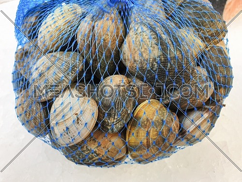 fresh raw hard clam in the bag on ice,close up.