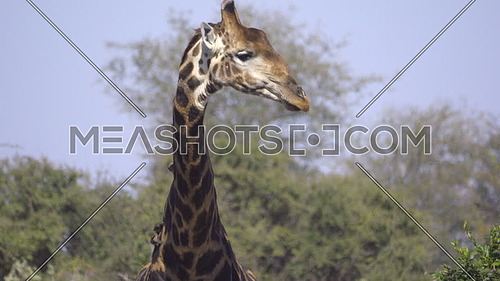 Scene of a bull Giraffe licking lips after drinking water