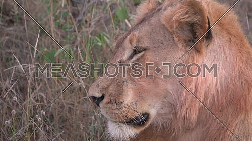 Side view of a lions head
