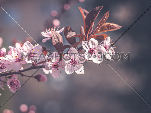 A branch of a blossoming pear tree with pink little flowers. Delicate flowering and the heady scent of spring