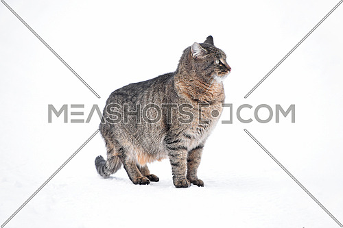 Full length profile portrait of one gray domestic cat sitting on white background of winter snow and looking away, low angle side view