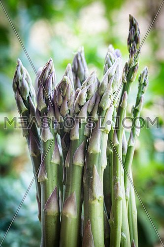 Green asparagus in spring, selective focus