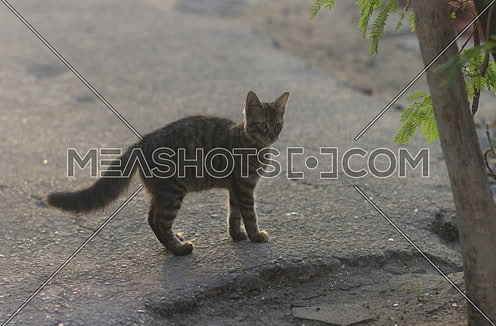 a street cat standing on asphalt ground