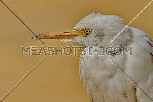 Close up of a common Egyptian Cattle egret