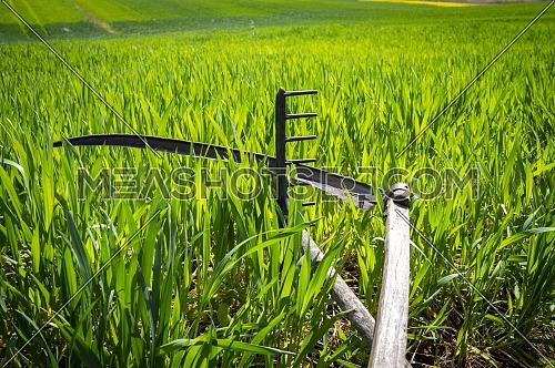 Rake and scythe in a lush green farm field in spring in an agricultural landscape