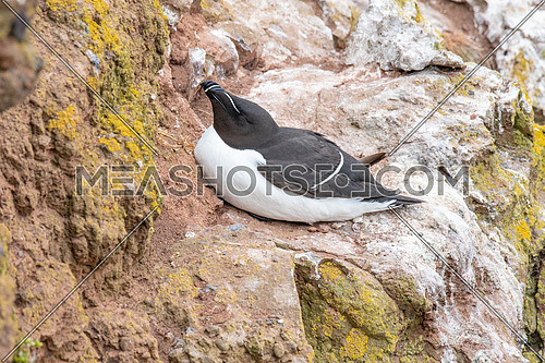 Razorbill (Alca torda) seabird nesting on cliff edge.