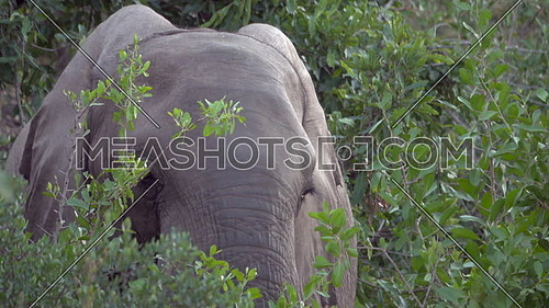 View of a young elephant grazing on leaves