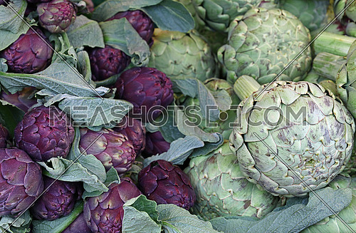 Green and purple fresh globe artichokes on retail market display, low angle view