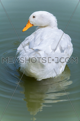 ferruginous white Duck in the lack