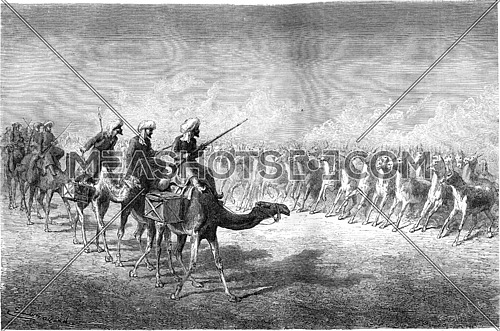 A wild donkeys army. vintage engraved illustration. Le Tour du Monde, Travel Journal, (1865).