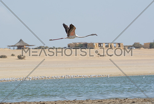 Greater Flamingo flying