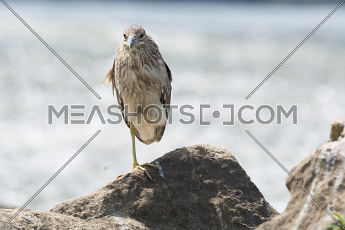 Black Crowned Night Heron standing on a rock using one leg