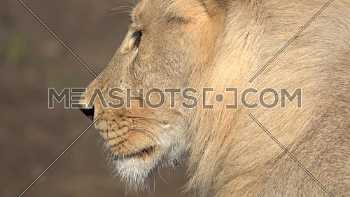 Close up view of  the profile of a lion