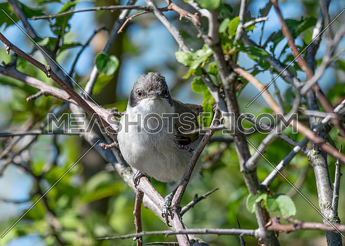 Wild lesser whitethroat or Sylvia curruca perching on a branch of a tree
