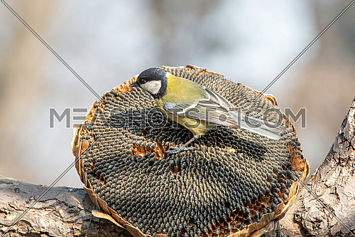 Great tit (Parus major) taking seeds from dry sunflower