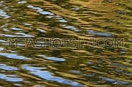 Colorful yellow and golden ripples and waves running on water surface right to left, moving flow background, Full HD 1080
