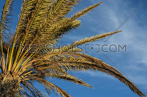 The top of palm trees and blue sky appears on the background
