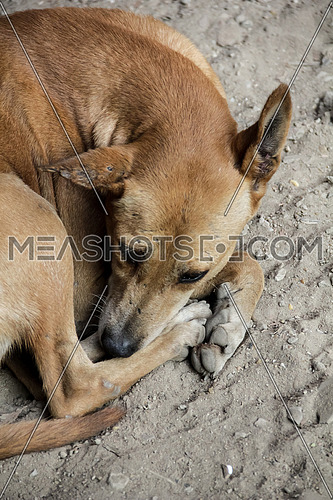 Big close for street dog laying on dirt.