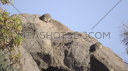 View of two Hyrax sunning on a rock