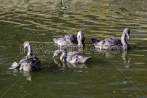 Flock of Black swans(Cygnus atratus) swimming in a pond.