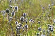 Purple blue thistle flowers slowly trembling shaking in the wind under sunshine over green grass of summer meadow in back light, close up
