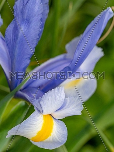 Close-up abstract image of purple iris flower. Spring macro outdoor