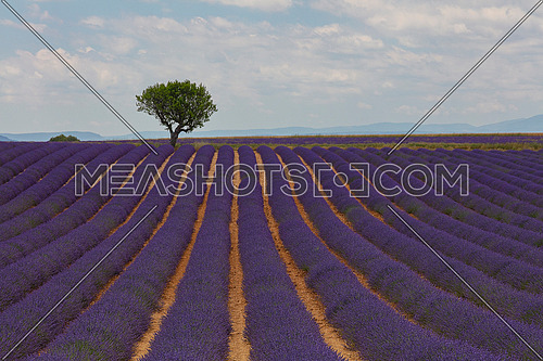 Purple blooming lavender field of Provence, France, in day time with beautiful scenic sky and tree on horizon