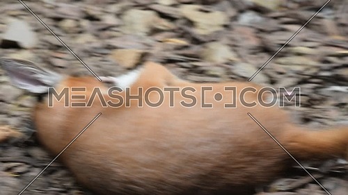 Close up view of one cute baby caracal kitten playing with food, dead white rat, imitating hunting and chasing prey, low angle view