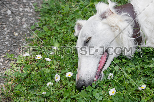 Borzoi Russian white. The Borzoi Russian dog  sitting on the green grass. Selective focus on the dog