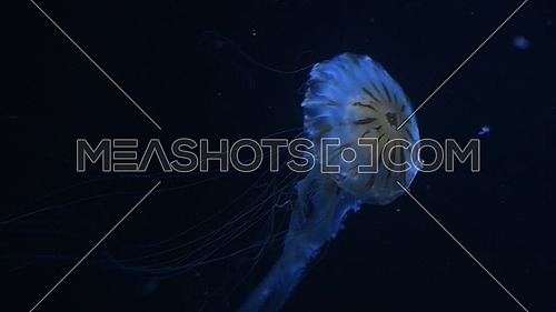 Close up of one jellyfish swimming in aquarium water in blue light over dark background, low angle view