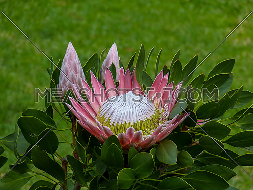 Beautiful King Protea Flower Blooming in Vivid Colour