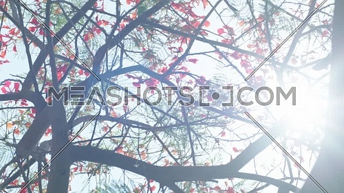 Close up for Tree leaves and Flowers with sun flare at day.
