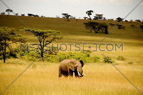 Elephant in the field