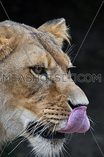 Close up side profile portrait of beautiful mature female African lioness looking away over dark background and licking her snout with tongue, low angle view