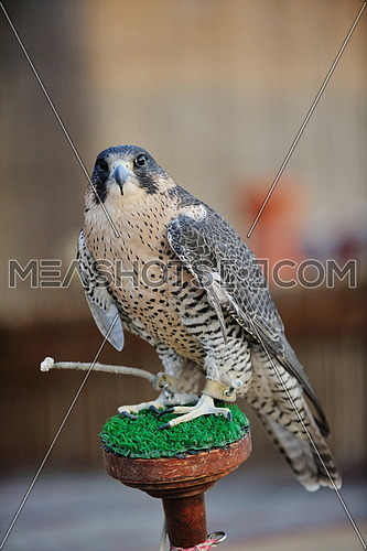 arabic bird falcon predator with sharp vision