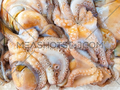 Fresh Octopus on ice for sale, Fish local market stall with fresh seafood