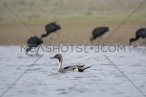 Pintail Duck swimming in calm water