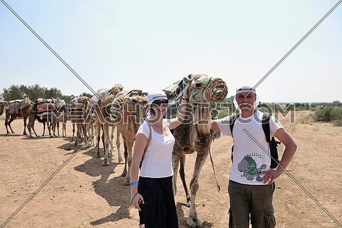wild camel animal on tourist safari tour