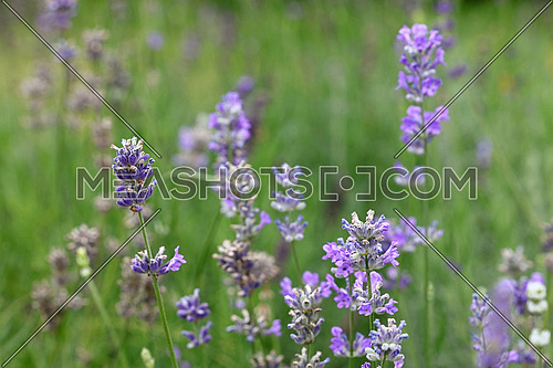Close up blooming purple lavender flowers in green grass, low angle side view