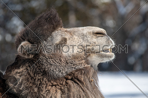 Head of Bactrian camel close up (Camelus bactrianus)