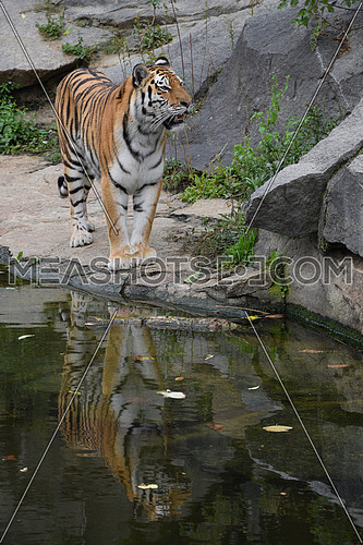 Full length portrait of Siberian (Amur) tiger walking by water edge in zoo enclosure and looking up at camera, high angle view